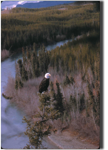 Eagle on the Takhini river
Yukon